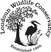Loudoun Wildlife Conservancy Annual Meeting Is VIRTUAL
