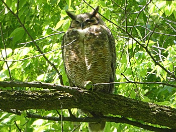 Great Horned Owl on branch