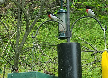 Four Rose-breasted Grossbeaks at feeders