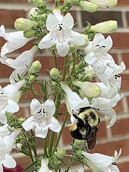 Bumblebee on Penstemon