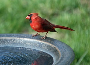 Northern Cardinal at Birdbath