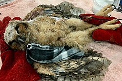 Great Horned Owl fledgling poisoned