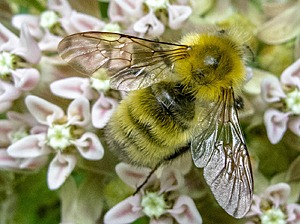 Perplexing Bumblebee on Common Milkweed