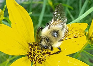Two-spotted Bumblebee on Coreopsis