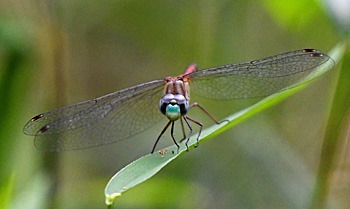 A Blue-faced Meadowhawk Dragonfly