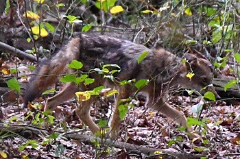 Coyote at JK Black Oak