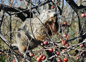 Groundhog eating fruit