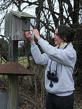 Checking a bluebird nesting box