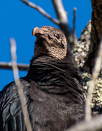 Close up of Black Vulture