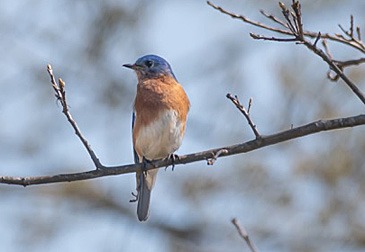 Eastern Bluebird on branch