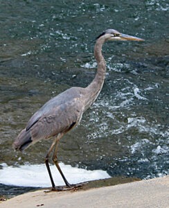 Great Blue Heron at the monitoring site.
