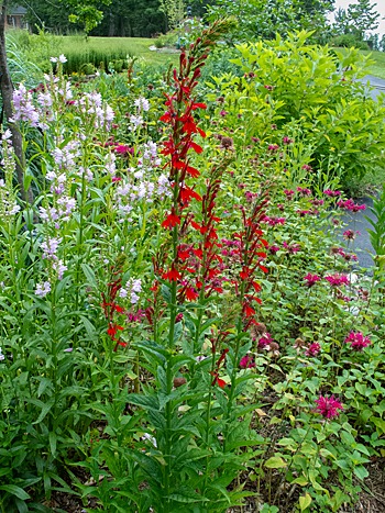Front Yard landscaping with native plants