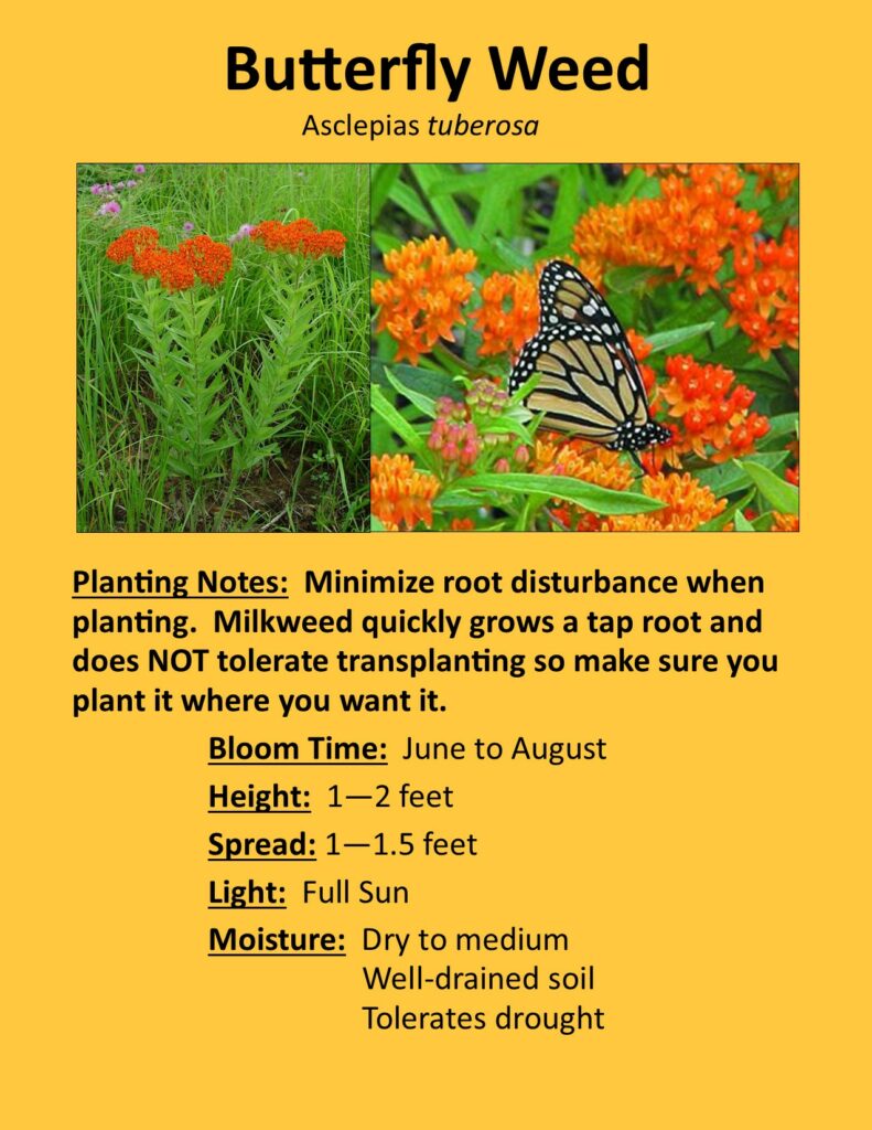 Butterfly Weed Description