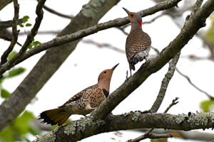 male and female Northern Flickers