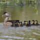 BRCA Partners Gather to Explore Watershed Funding