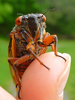 Cicada on finter