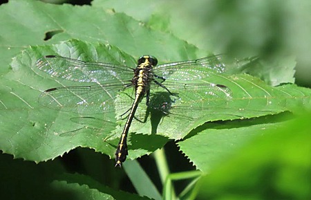 Black-shouldered Spinylegs dragonfly