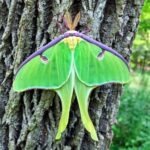 Luna Moth at Bles Park by Lisa Streckfuss