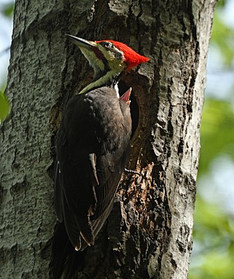 Pileated Woodpecker at nest cavity