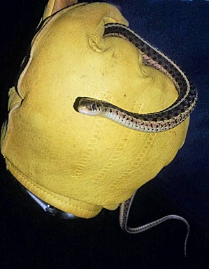 Juvenile Garter Snake