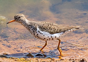 Spotted Sandpiper at water's edge