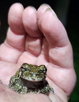 Adult Gray Treefrog in hand