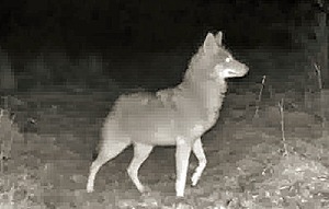 an alert coyote at night