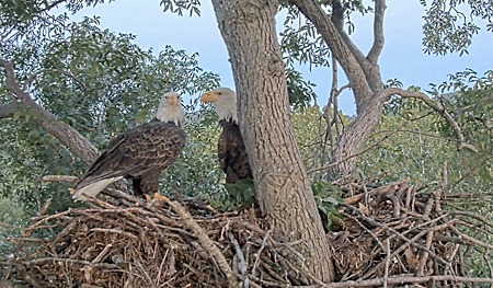 Bald Eagles on the nest