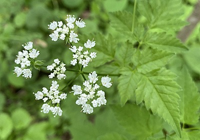 Sweet Cicely in bloom