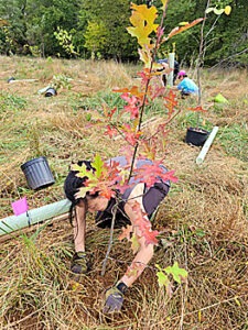 Volunteer planting tree