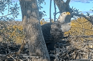 Bald Eagles on the nest