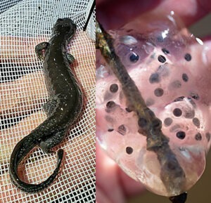 Jefferson salamander and eggs