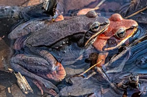 breeding Wood Frogs