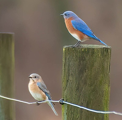 Eastern Bluebirds on fence