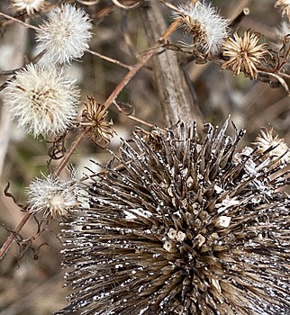 Aster and Coneflower seeds