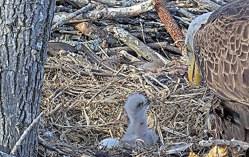 Eaglet and parent at nest