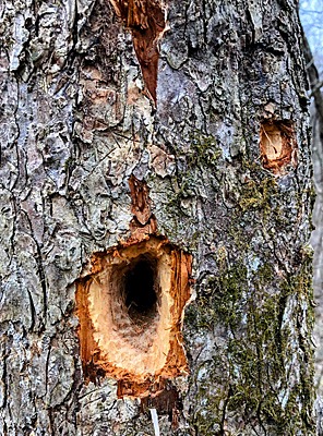 woodpecker holes on tree