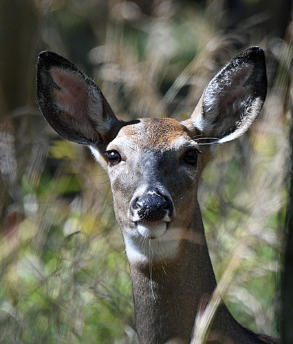 White-tailed Deer head