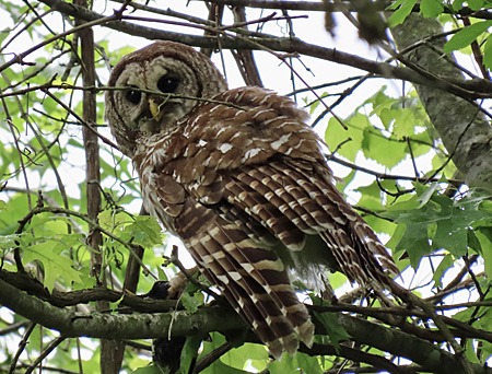 Barred Owl looking down