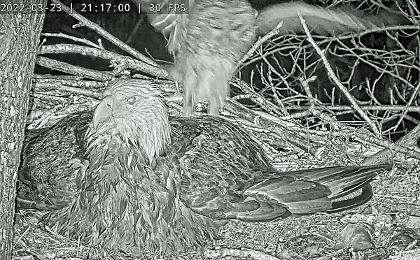 Barred Owl at nest on Eagle Cam