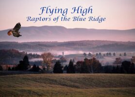 Flying High: Raptors and the Blue Ridge Mountains