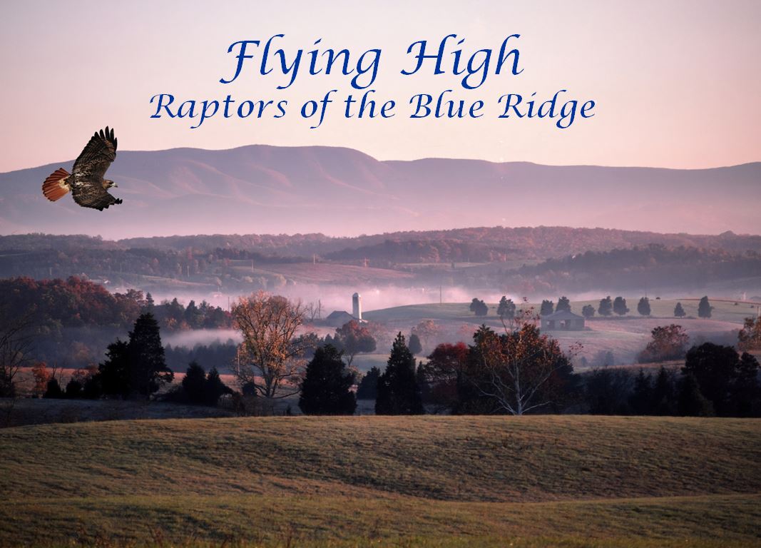 Flying High: Raptors and the Blue Ridge Mountains