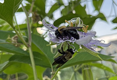 Bees on purple passionflower