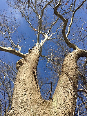 Sycamore tree.