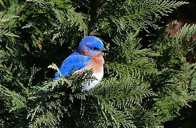 Eastern Bluebird in winter
