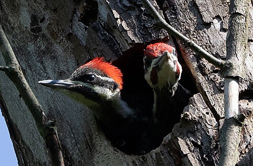 Pileated Woodpecker nestlings.