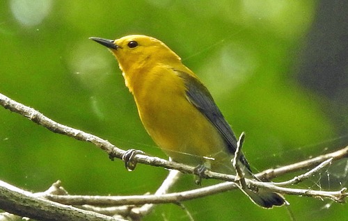 Prothonotary Warbler on branch