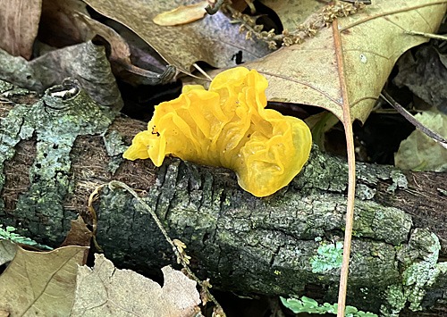 Witches' Butter fungus