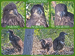 Three eaglets named
