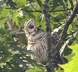 Barred Owl in tree